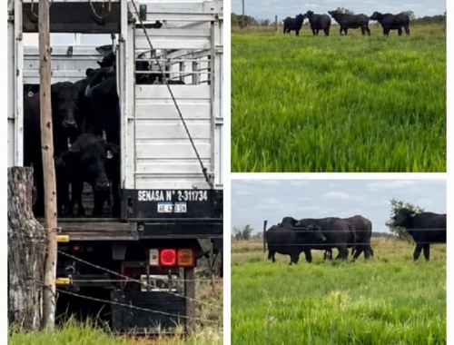INTA Corrientes amplía su rodeo experimental de búfalos