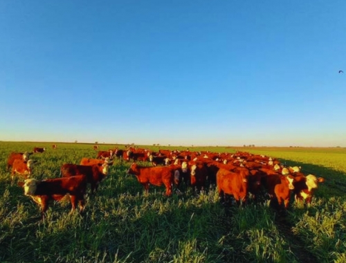 Cultivares adaptados aumentan hasta 10% el forraje en Entre Ríos