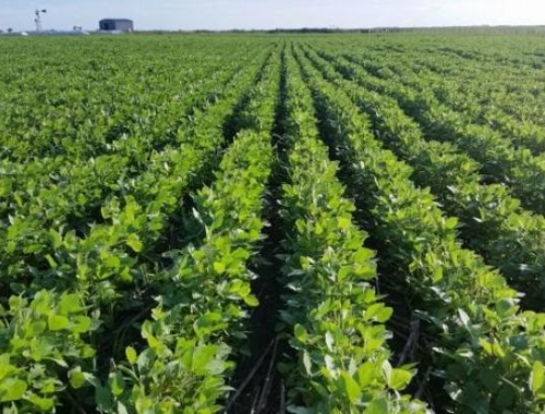 La tierra agrícola vuelve a tocar máximos: cuánto vale una hectárea en Zona Núcleo
