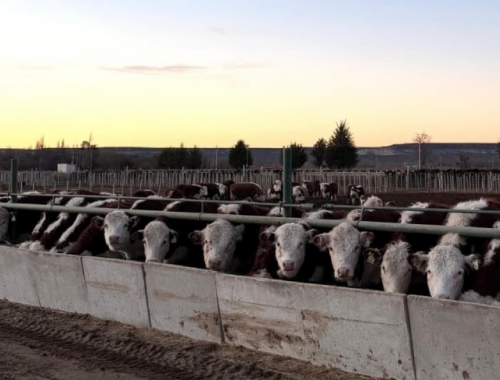 Feedlots: SENASA simplifica los requisitos de inscripción