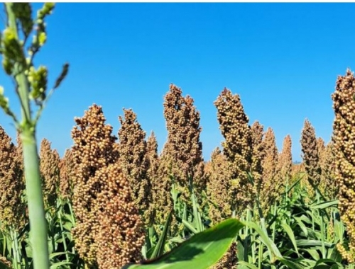 Sorgo: el híbrido y la densidad pueden aumentar la mancha por Bipolaris