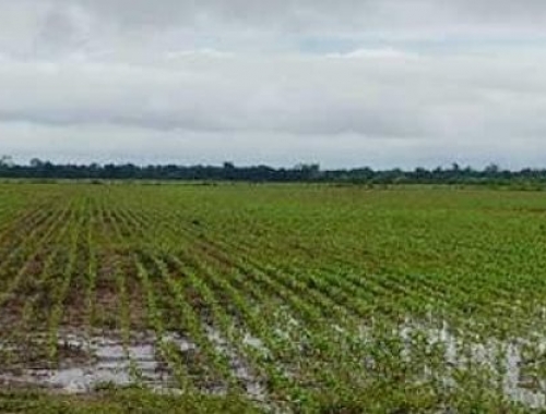 Agosto dejó buenas condiciones para los cultivos de fina en el sudoeste bonaerense
