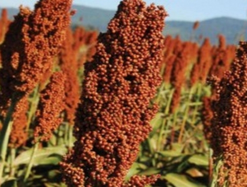 Sorgo 2026/27: genética para recuperar rindes y valor