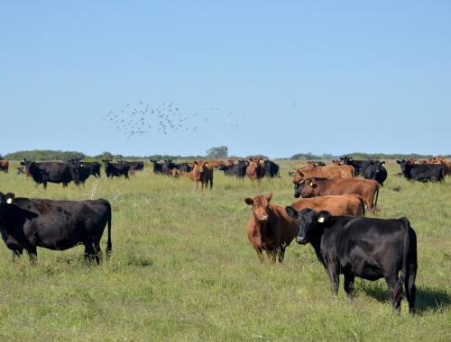 Créditos al agro: ya superan los $67.000 millones