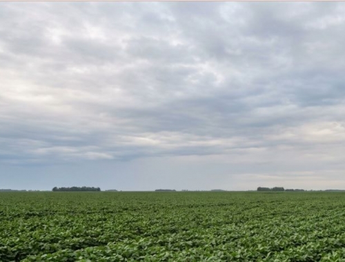 Campaña gruesa: El Niño cambia las reglas del manejo de lotes