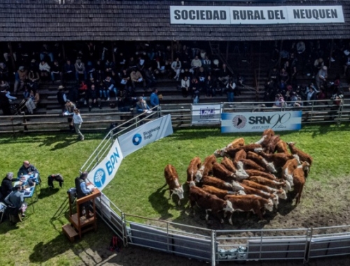 Expo Bovinos 2026: genética, remates y protagonismo joven en Neuquén