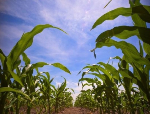 La primavera comienza con el 70% de la Región Núcleo entre escasez y sequía