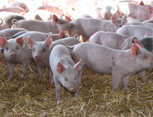La producción porcina creció 12,4% y el consumo alcanzó un récord