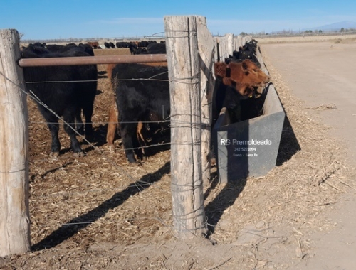 Feedlots: récord de animales encerrados y menos oferta de carne