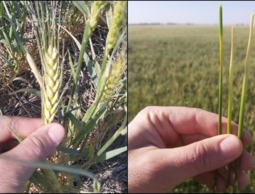 Trigo: las heladas y la falta de radiación amenazan los rindes