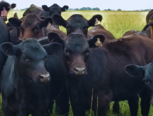 Carne vacuna: Brasil enfrenta presión comercial y Argentina podría crecer
