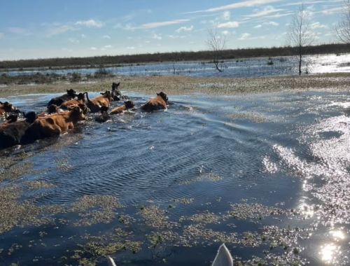 El Niño golpea al campo y crece el reclamo por las retenciones