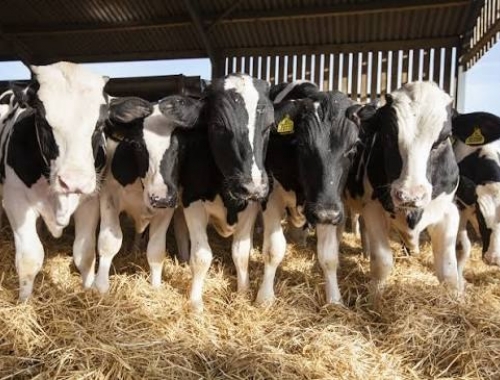 La leche entera en polvo subió 4,4% y llegó a US$ 3.760