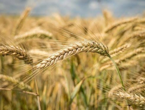 Trigo: la región núcleo proyecta 6,7 millones de toneladas pese al frío