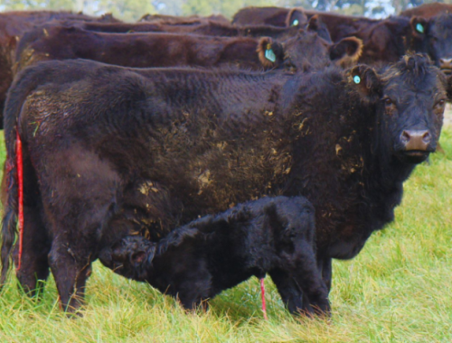 La nutrición de la vaca define el crecimiento y el futuro del ternero