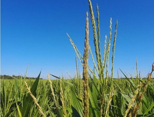 Maíz en el NEA: la materia orgánica y el agua definen el rendimiento